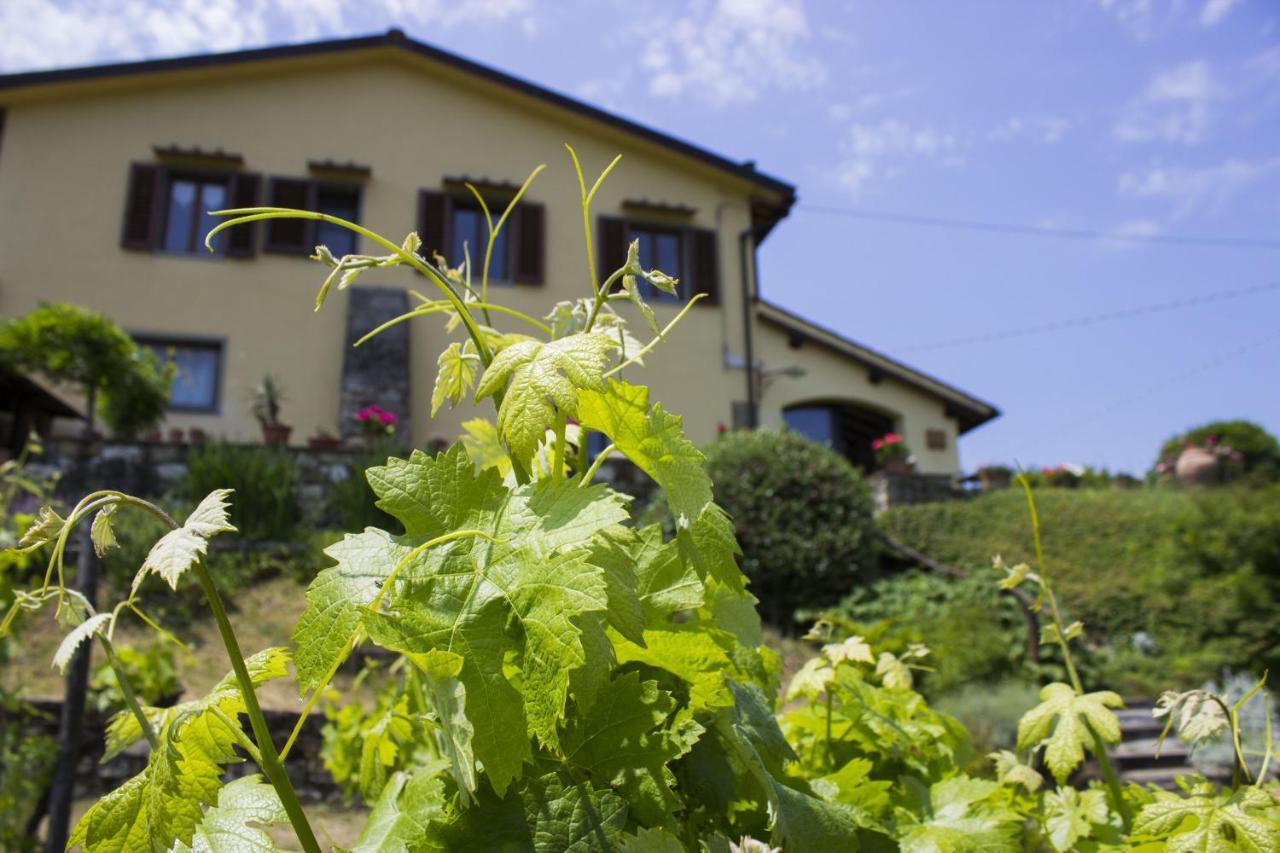 Villa Porcigliano Olive Grove Polcanto Exterior photo