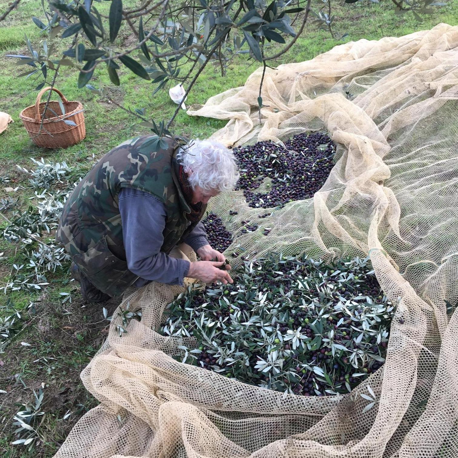 Villa Porcigliano Olive Grove Polcanto Exterior photo