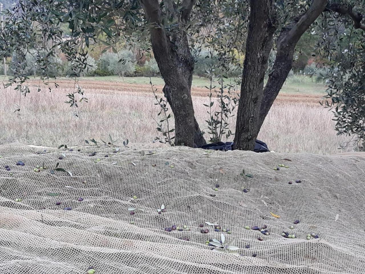 Villa Porcigliano Olive Grove Polcanto Exterior photo