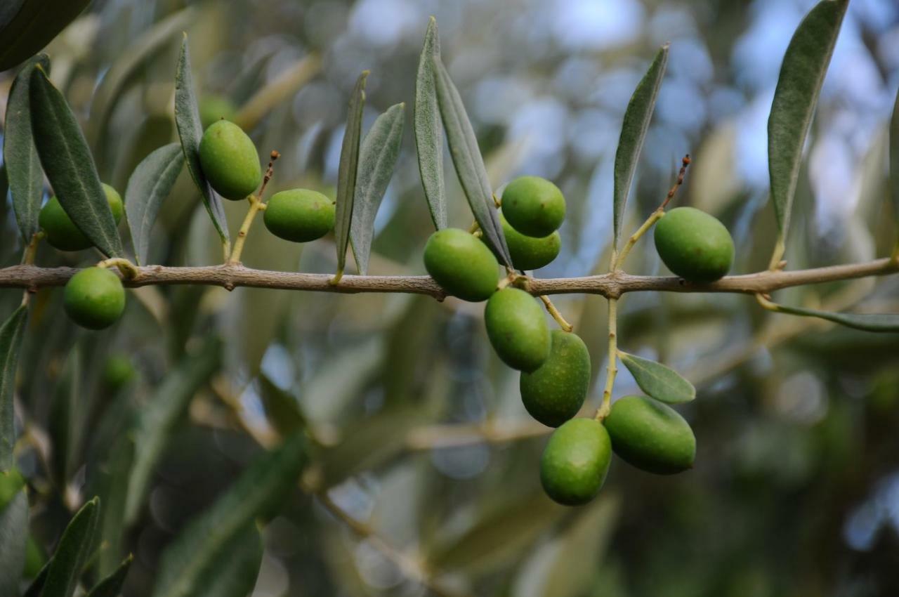 Villa Porcigliano Olive Grove Polcanto Exterior photo